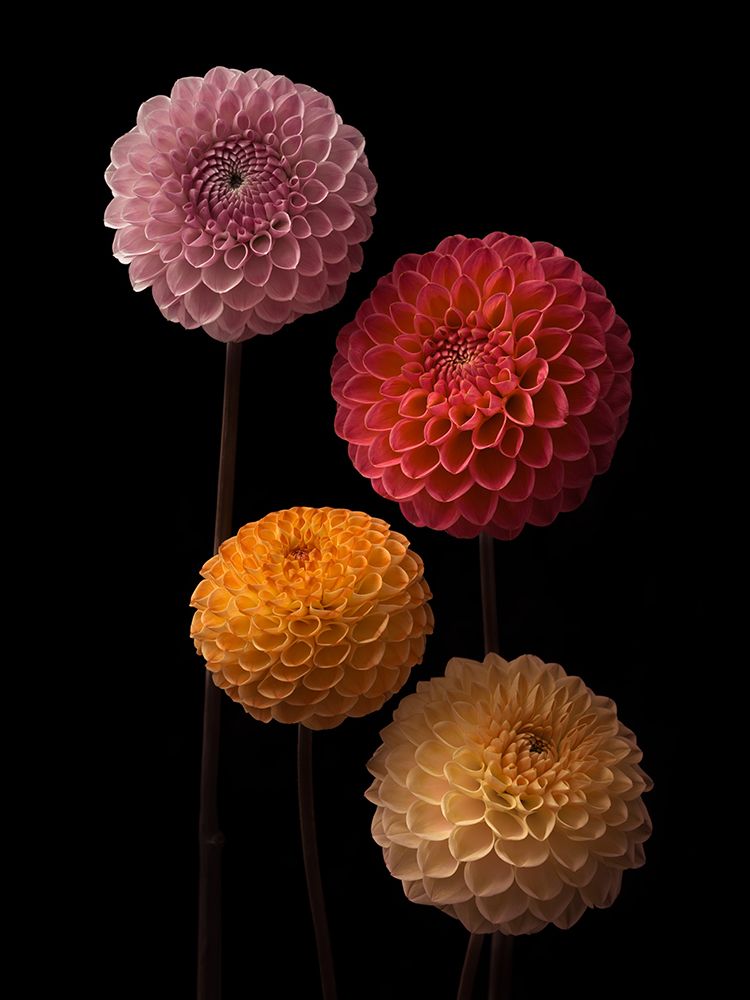 Four Dahlias on black background art print by Assaf Frank for $57.95 CAD