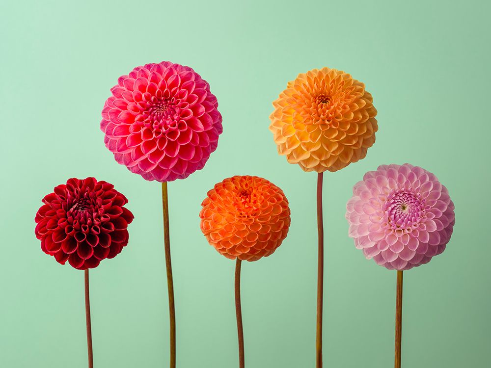 Five Dahlias on Green background art print by Assaf Frank for $57.95 CAD