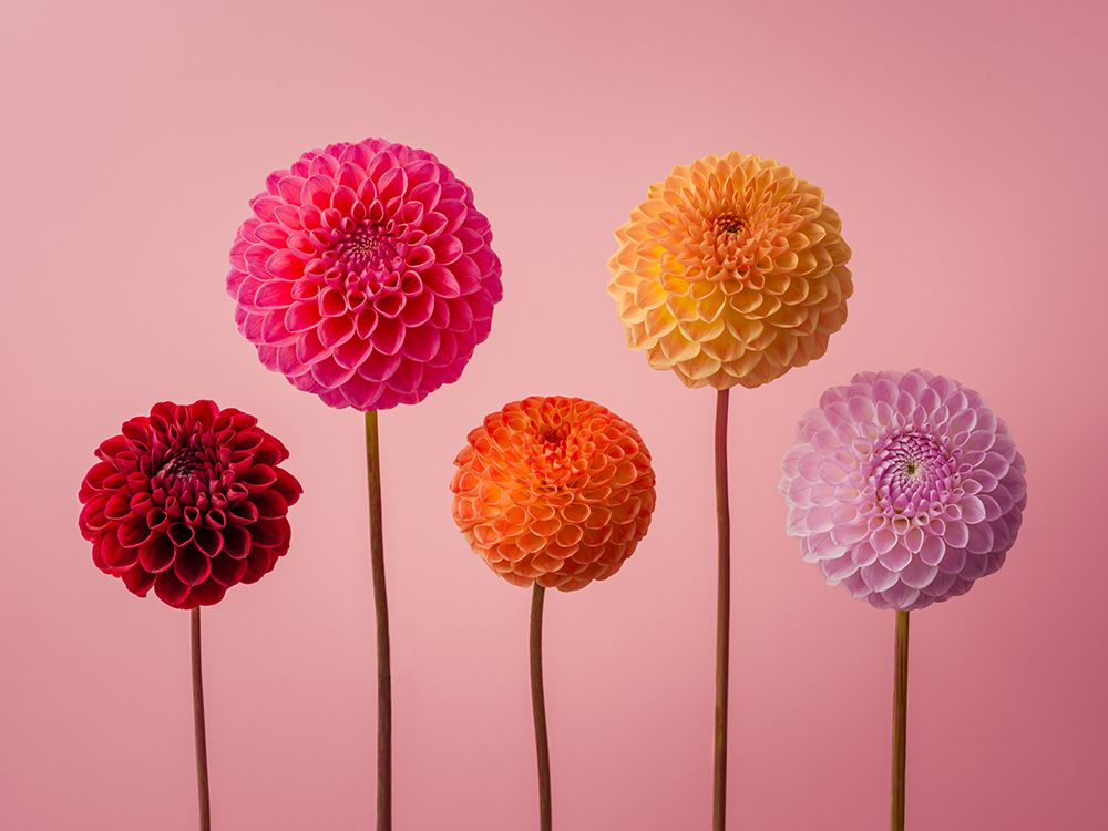 Five Dahlias on pink background art print by Assaf Frank for $57.95 CAD