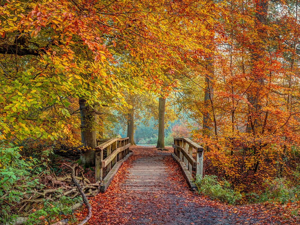 Wooden bridge in autumn forest art print by Assaf Frank for $57.95 CAD