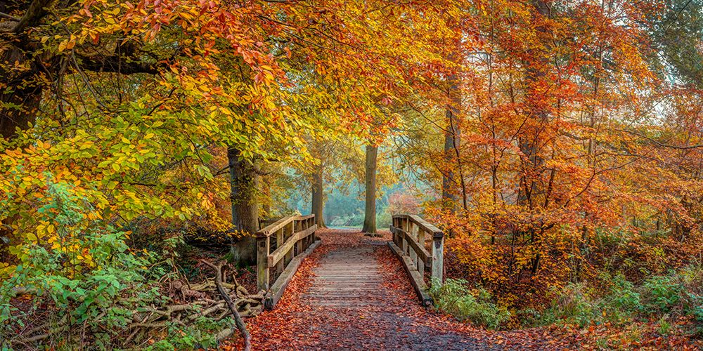 Wooden bridge in autumn forest art print by Assaf Frank for $57.95 CAD