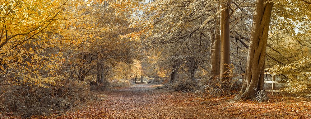 Pathway through Autumn forest art print by Assaf Frank for $57.95 CAD