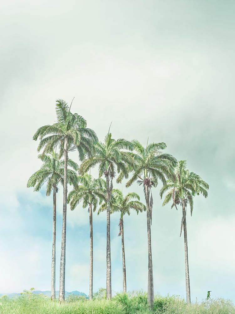 Palm trees against sky art print by Assaf Frank for $57.95 CAD