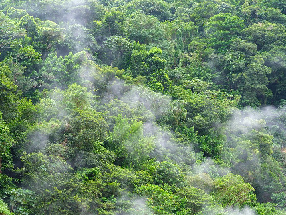 Smog in evergreen forest, St Lucia art print by Assaf Frank for $57.95 CAD