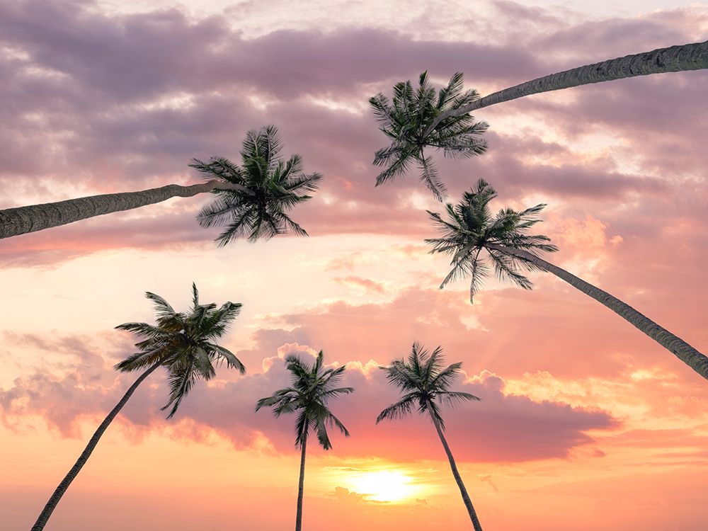 Palm trees against sky art print by Assaf Frank for $57.95 CAD