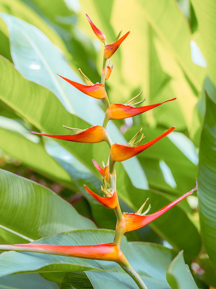 Lobster Claw Plant art print by Assaf Frank for $57.95 CAD