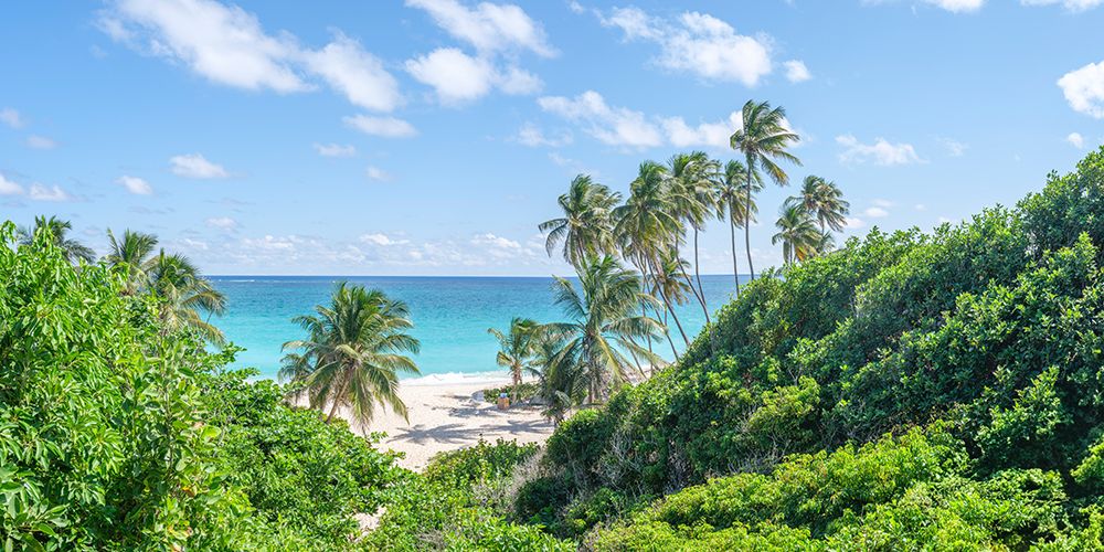 Palm trees on beach in Barbados art print by Assaf Frank for $57.95 CAD