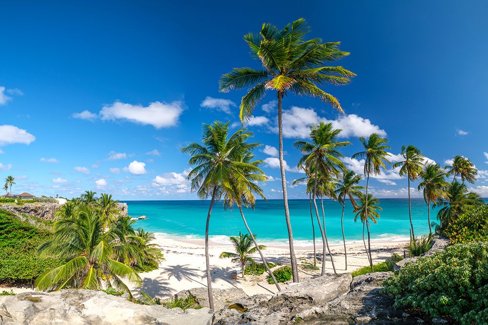 Palm trees overlooking a white sandy beach and a turquoise blue sea, Barbados art print by Assaf Frank for $57.95 CAD