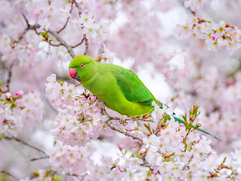 Parrot sitting on blossom tree art print by Assaf Frank for $57.95 CAD