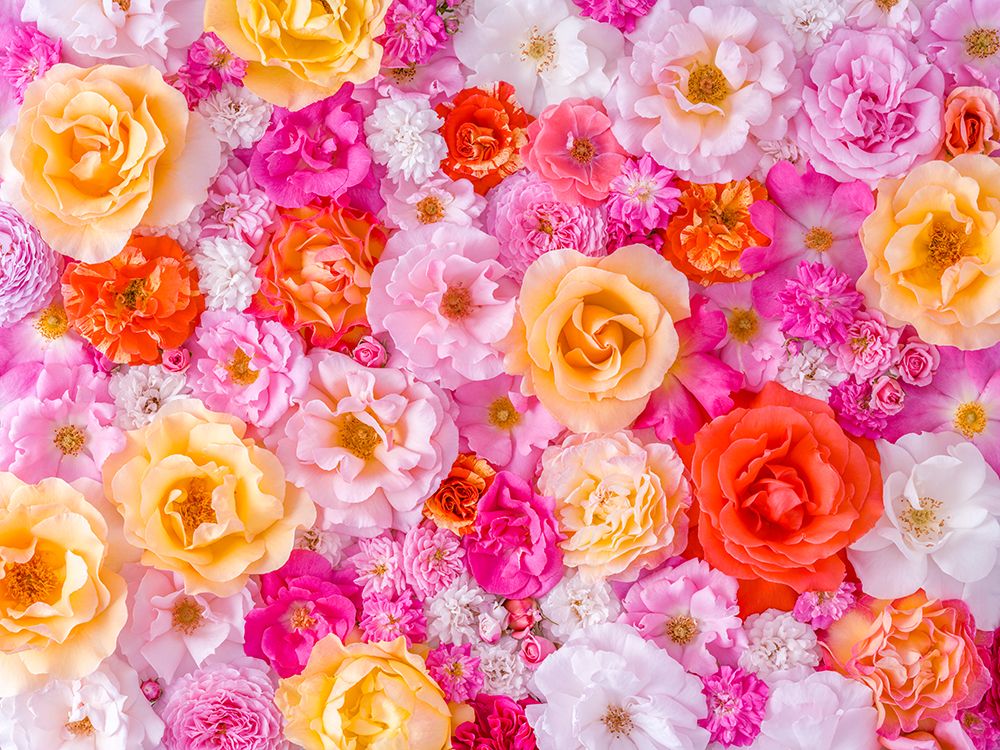 Full frame of variety of garden roses, flower background art print by Assaf Frank for $57.95 CAD