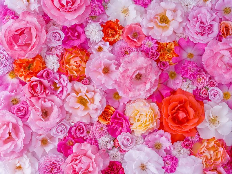 Full frame of variety of garden roses, flower background art print by Assaf Frank for $57.95 CAD