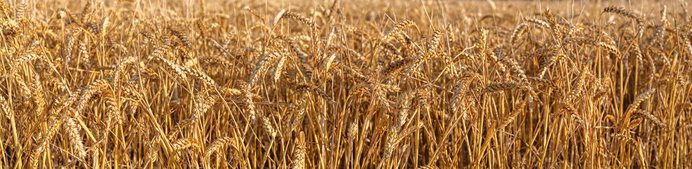 Wheat Field panorama art print by Assaf Frank for $57.95 CAD
