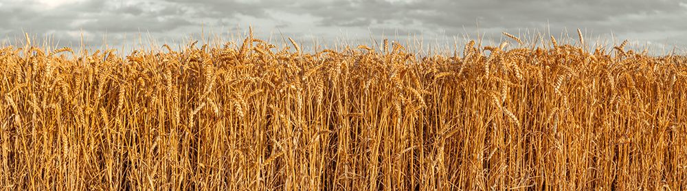 Wheat Field art print by Assaf Frank for $57.95 CAD