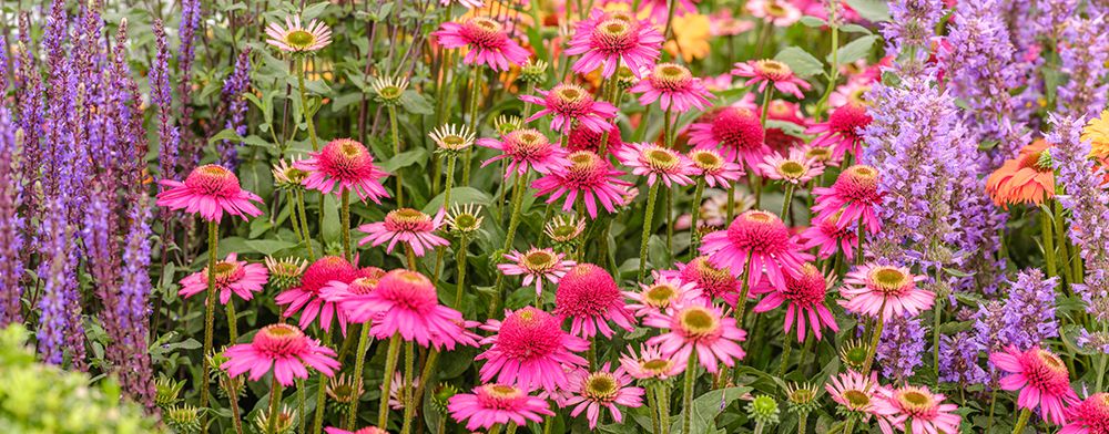 Coneflowers in garden art print by Assaf Frank for $57.95 CAD