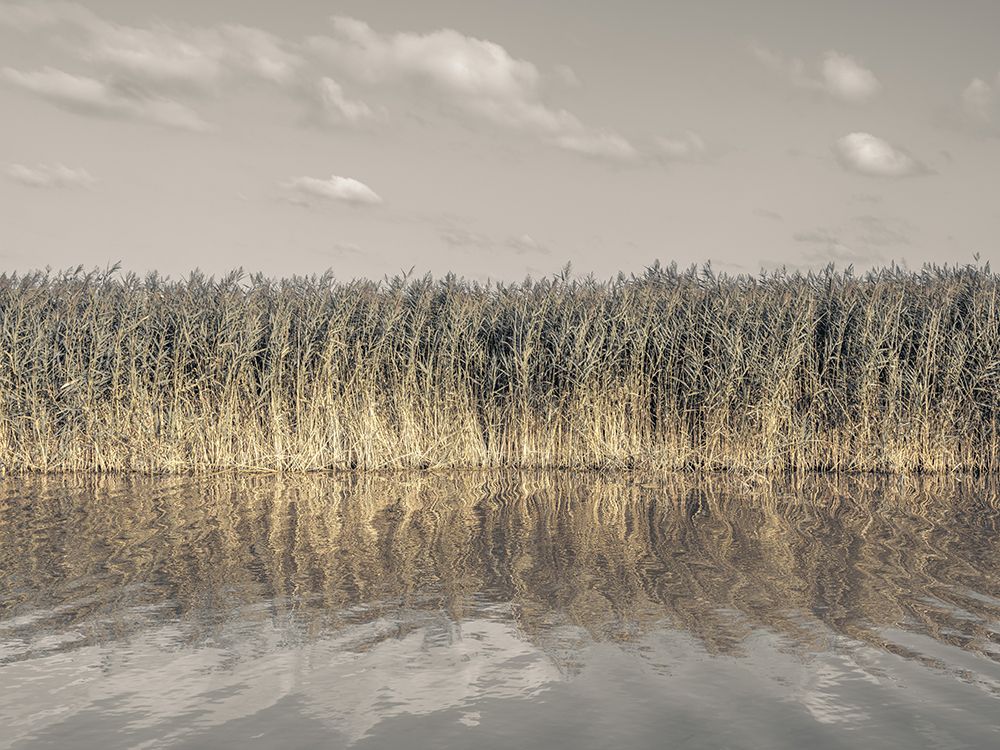 Tall reeds lining the banks of a calm canal art print by Assaf Frank for $57.95 CAD
