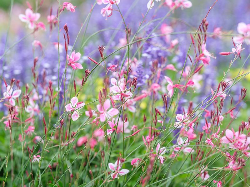 Meadow Flowers art print by Assaf Frank for $57.95 CAD