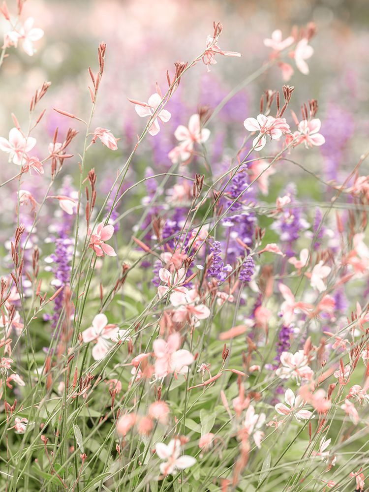 Meadow Flowers art print by Assaf Frank for $57.95 CAD