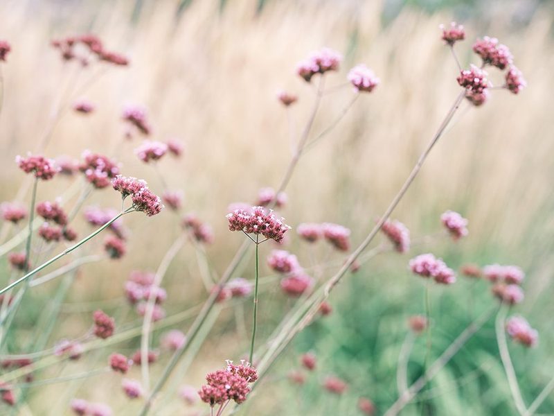 Meadow Flowers art print by Assaf Frank for $57.95 CAD