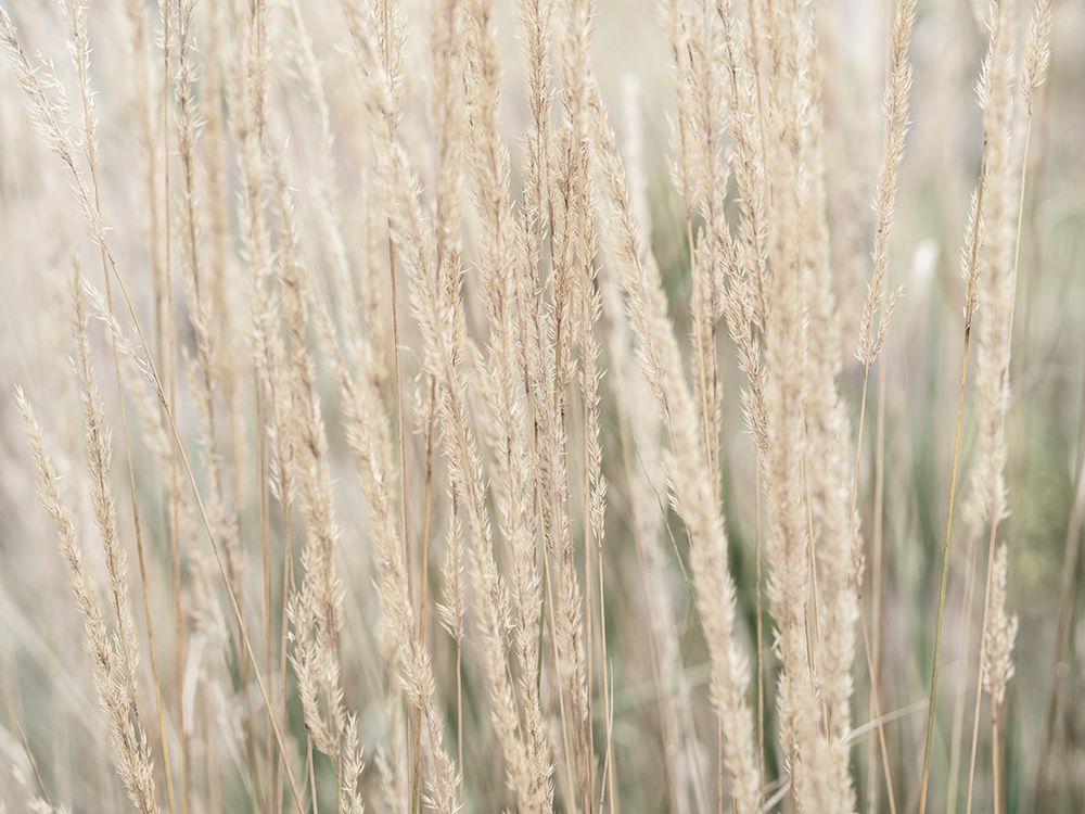 Ornamental Grass art print by Assaf Frank for $57.95 CAD