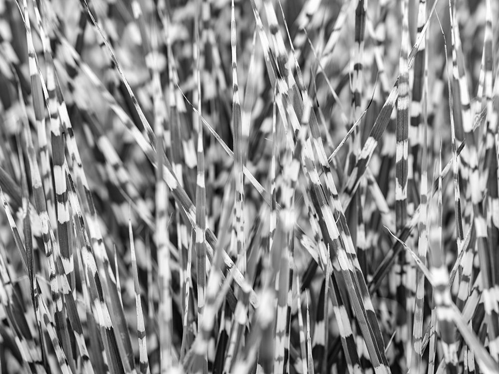 Zebra Grass art print by Assaf Frank for $57.95 CAD