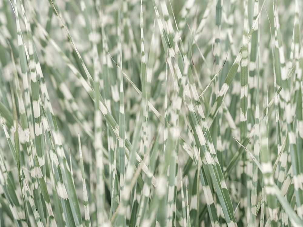 Zebra Grass art print by Assaf Frank for $57.95 CAD