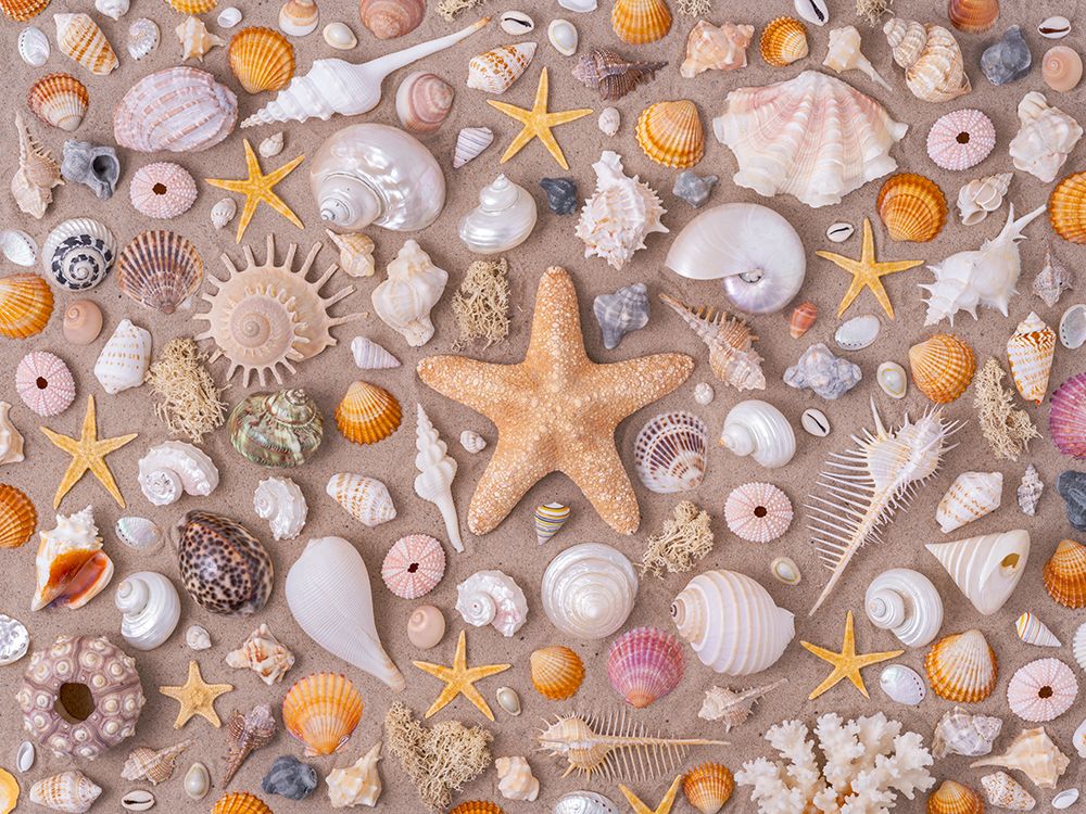 Full frame of collection of seashells art print by Assaf Frank for $57.95 CAD