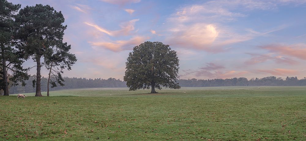 Trees in meadow art print by Assaf Frank for $57.95 CAD