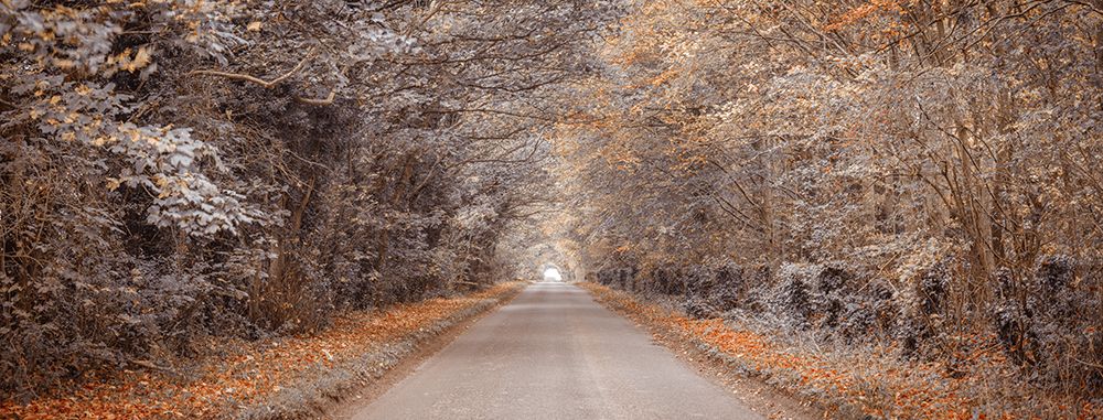 Pathway through the Autumn forest art print by Assaf Frank for $57.95 CAD
