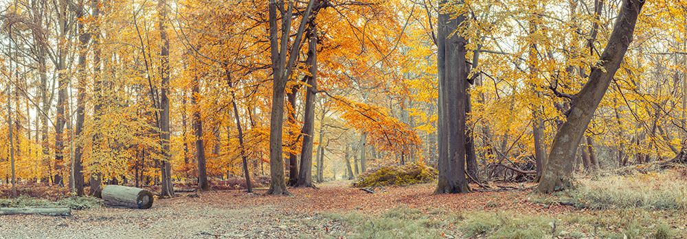 Autumn forest art print by Assaf Frank for $57.95 CAD