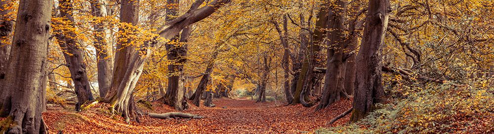 Pathway through the Autumn forest art print by Assaf Frank for $57.95 CAD