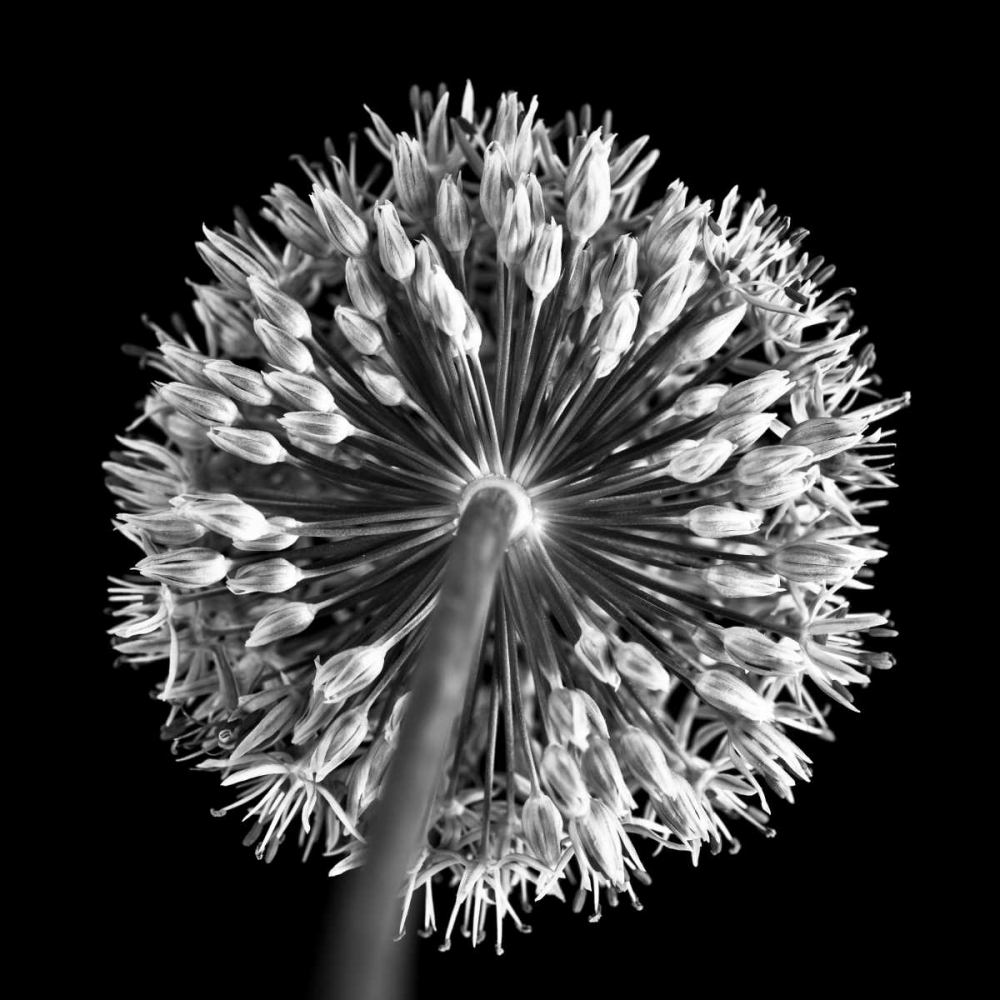 FTBR 1135 Allium B-W art print by Assaf Frank for $57.95 CAD