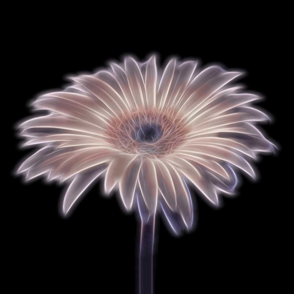 FTBR 1656 Gerbera art print by Assaf Frank for $57.95 CAD