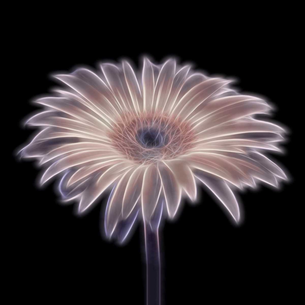FTBR 1657 Gerbera art print by Assaf Frank for $57.95 CAD