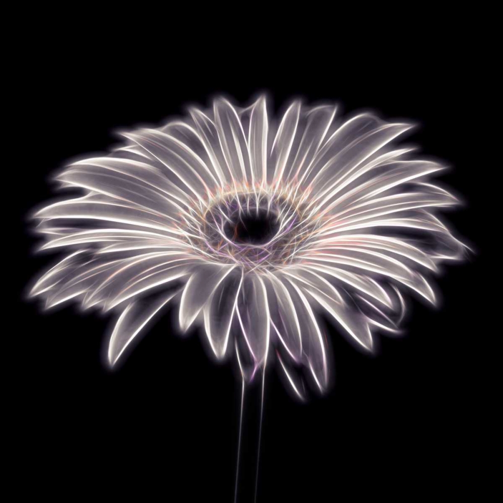 FTBR 1658 Gerbera art print by Assaf Frank for $57.95 CAD