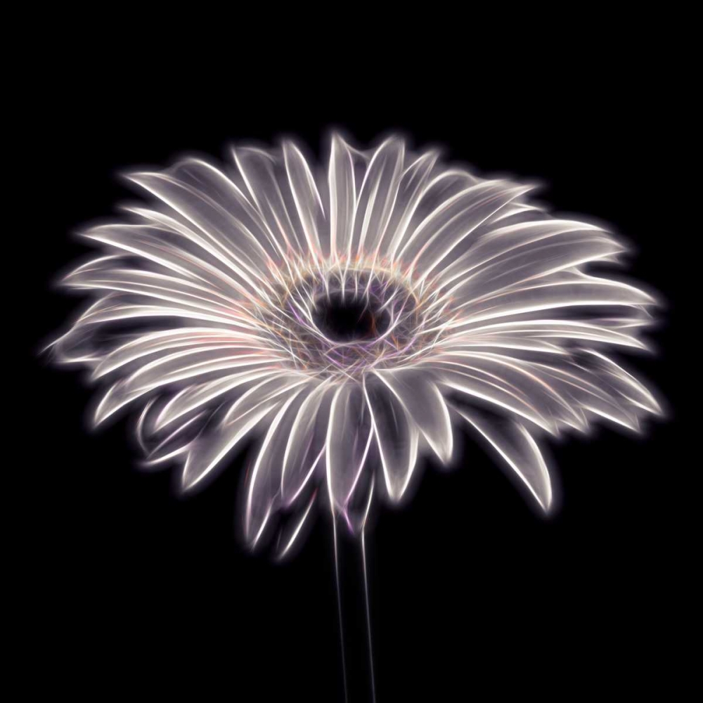 FTBR 1659 Gerbera art print by Assaf Frank for $57.95 CAD
