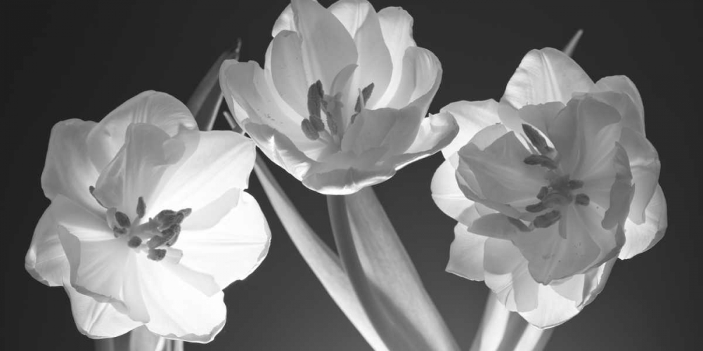 Tulips, black and white art print by Assaf Frank for $57.95 CAD