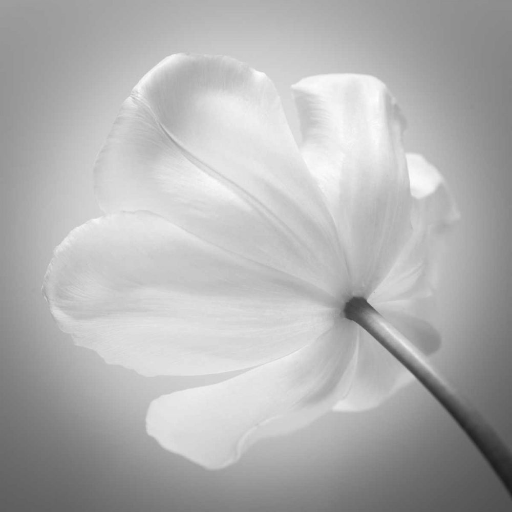 Tulip flower, close-up art print by Assaf Frank for $57.95 CAD