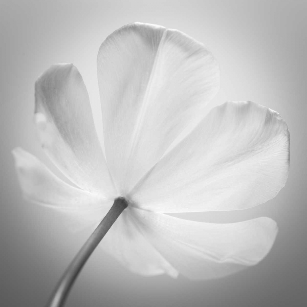 Tulip flower, close-up art print by Assaf Frank for $57.95 CAD