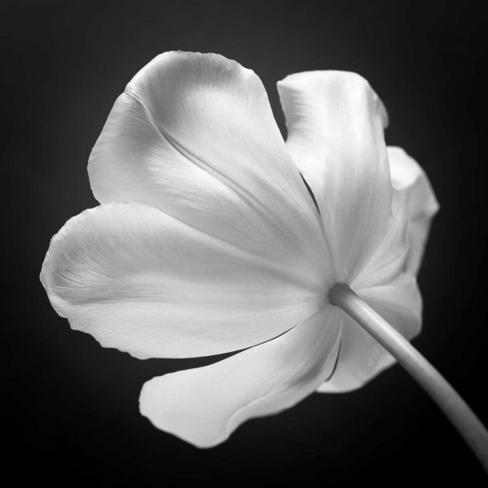 Tulip flower, close-up, AF20120427-562 art print by Assaf Frank for $57.95 CAD