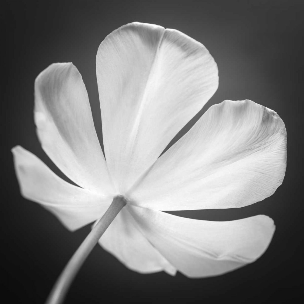 Tulip flower, close-up, AF20120427-600 art print by Assaf Frank for $57.95 CAD