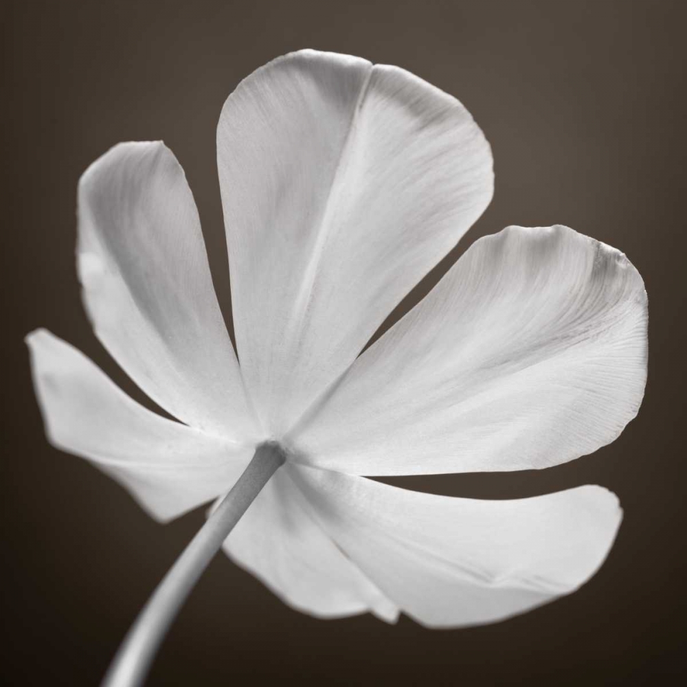 Tulip flower, close-up art print by Assaf Frank for $57.95 CAD