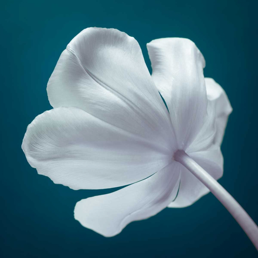 Tulip flower, close-up art print by Assaf Frank for $57.95 CAD