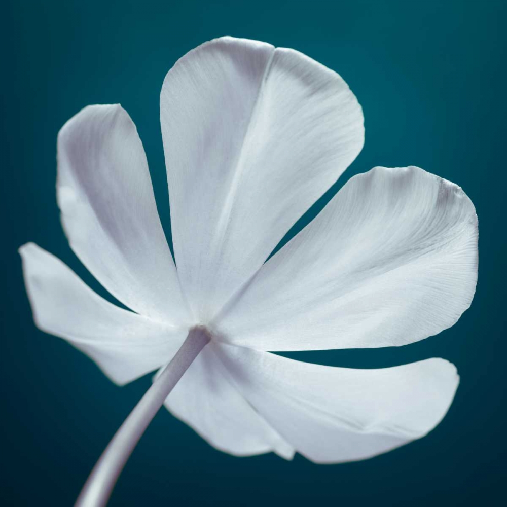Tulip flower, close-up art print by Assaf Frank for $57.95 CAD