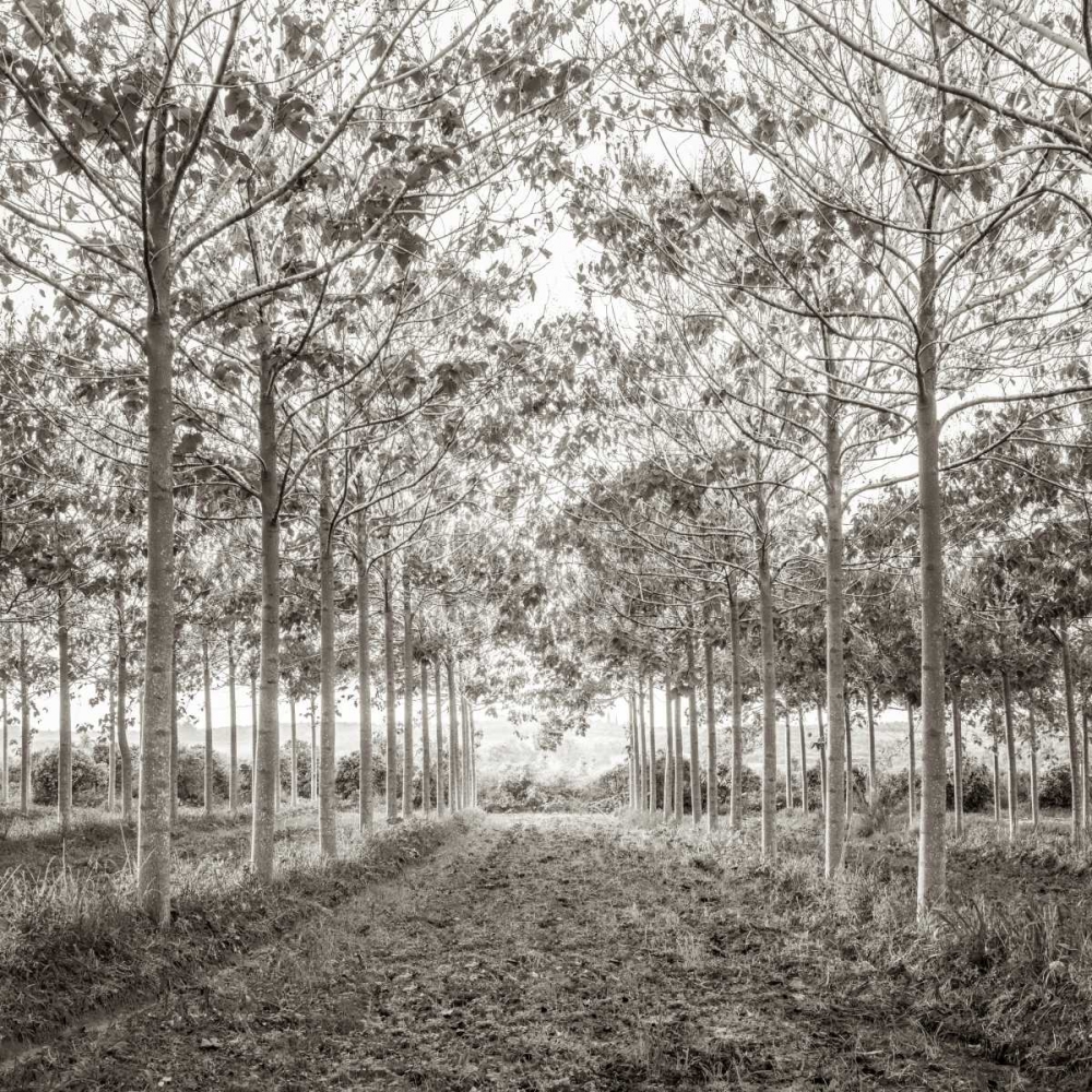 Pathway through trees in forest, AF20151226-078C01 art print by Assaf Frank for $57.95 CAD