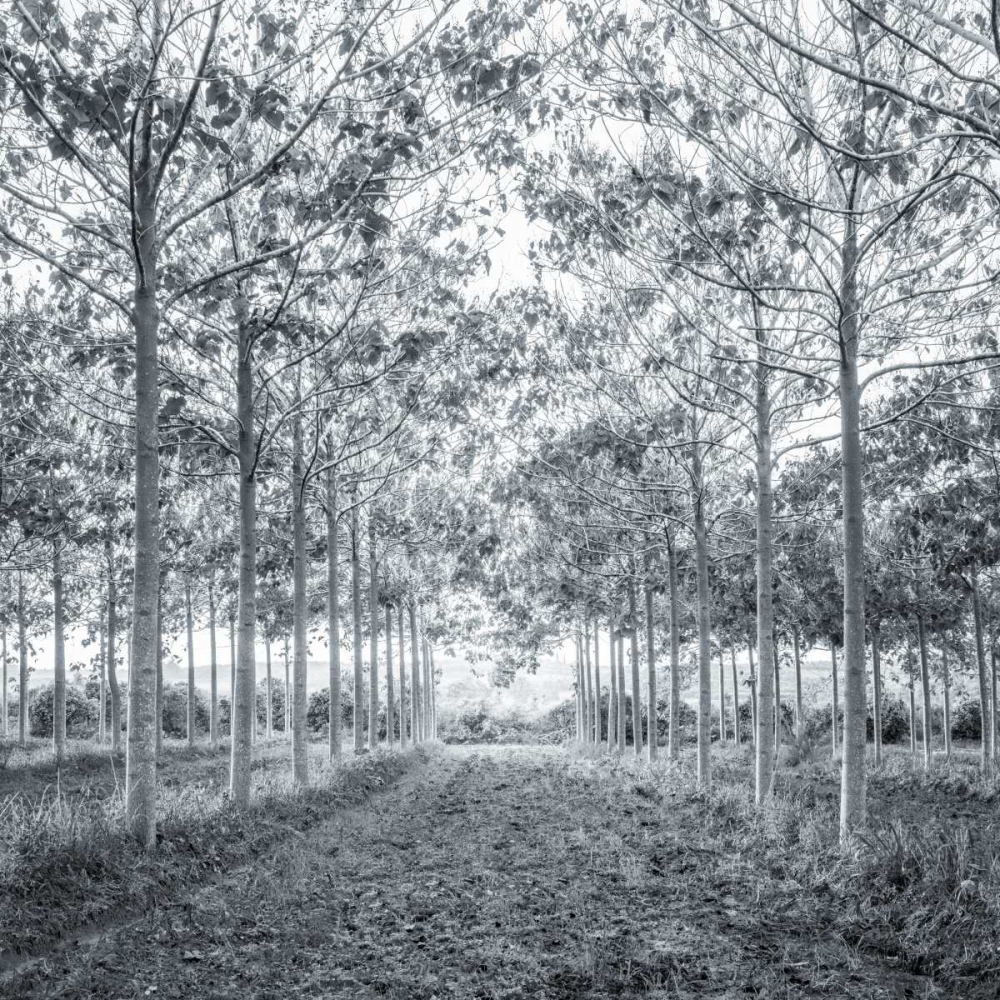 Pathway through trees in forest art print by Assaf Frank for $57.95 CAD
