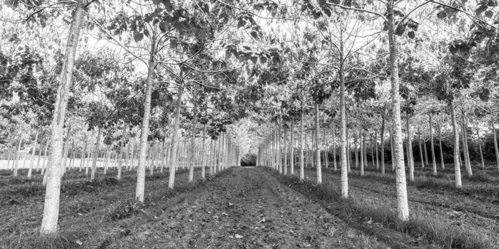 Pathway through trees in forest art print by Assaf Frank for $57.95 CAD