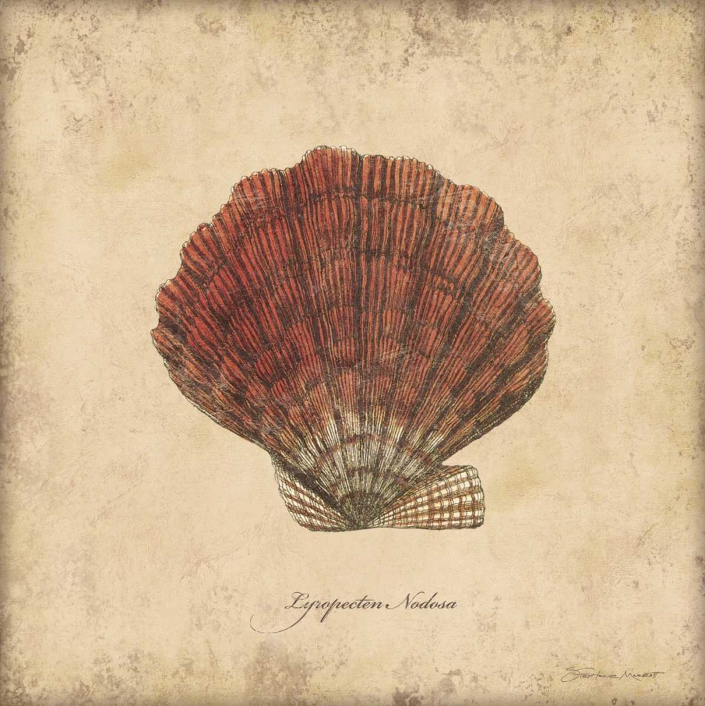 Shells II art print by Stephanie Marrott for $57.95 CAD