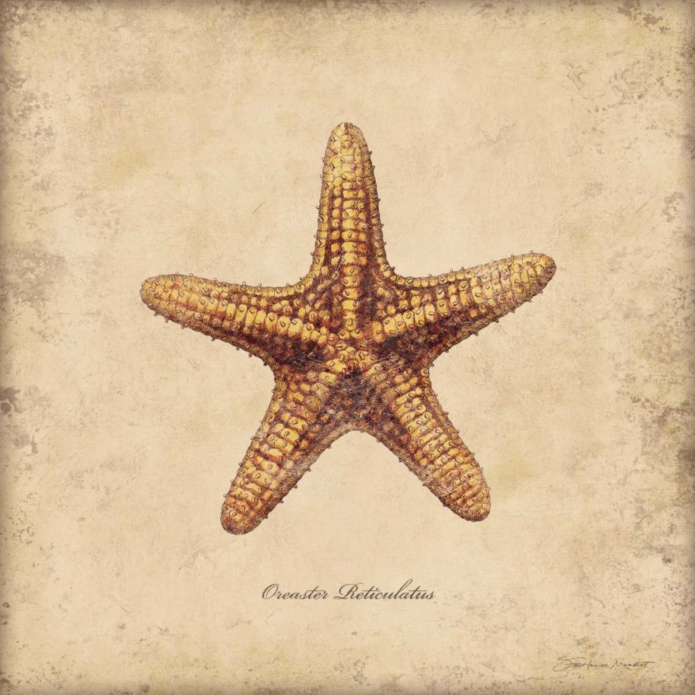 Shells III art print by Stephanie Marrott for $57.95 CAD