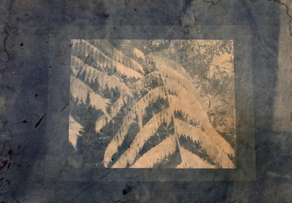 Ferns Framed art print by Blue for $57.95 CAD