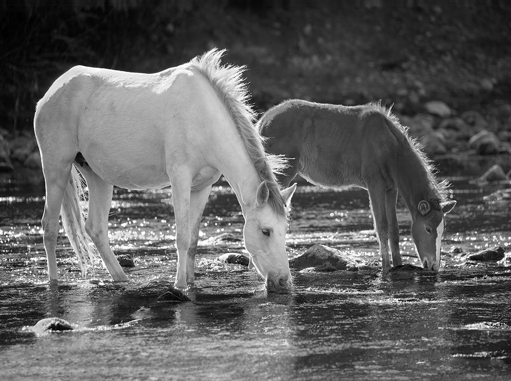 Salt River BW art print by Jerry Cowart for $57.95 CAD